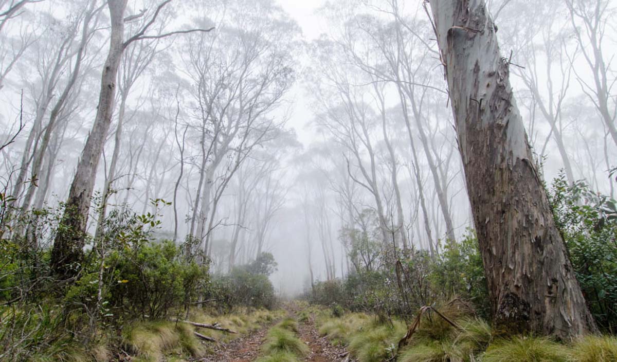 Edwards swamp walking track 2
