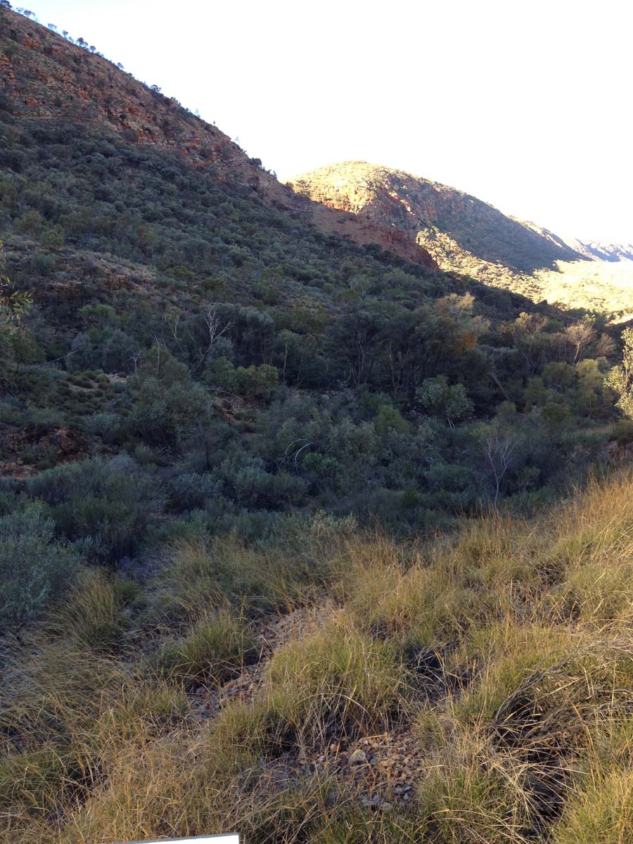 Ellery creek dolomite circuit walk 2