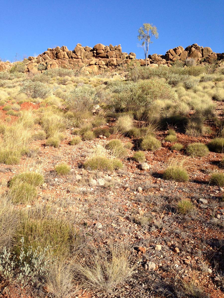 Ellery creek dolomite circuit walk 6