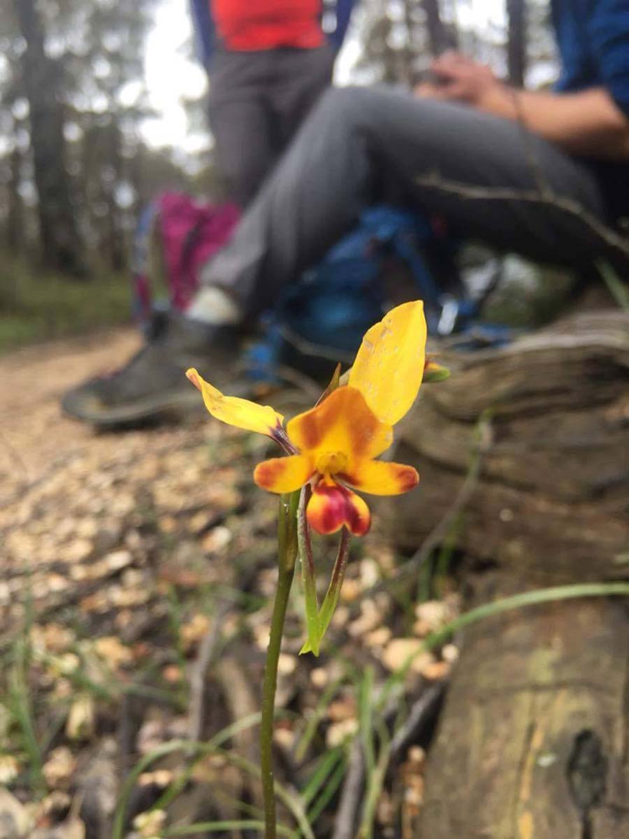 Enfield bald hills loop hike 5