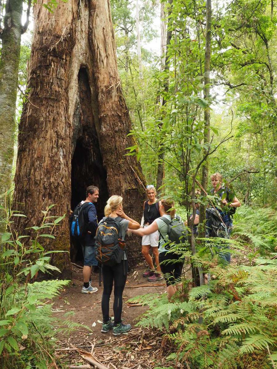 Erskine falls circuit walk 15