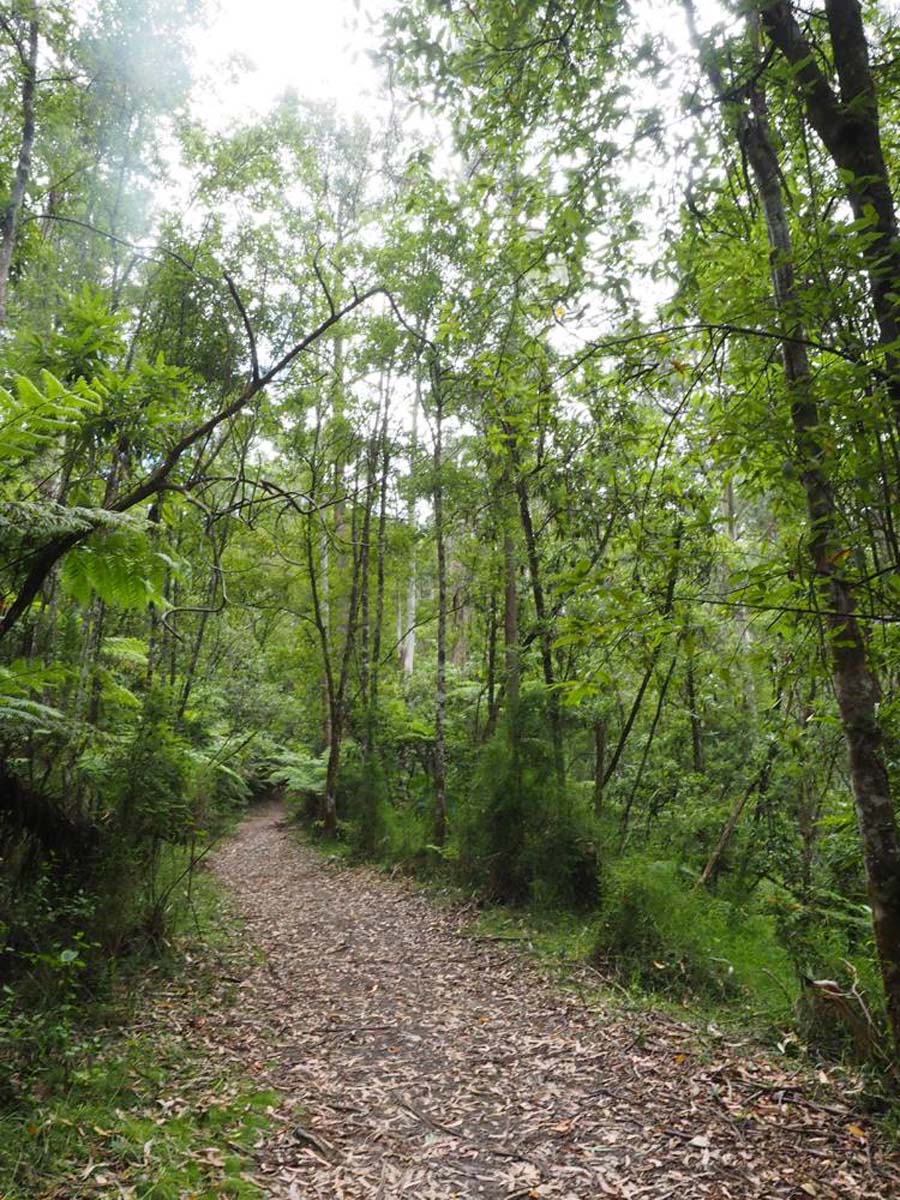 Erskine falls circuit walk 17