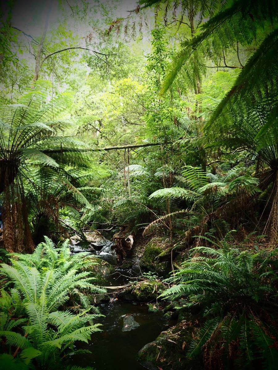 Erskine falls circuit walk 26