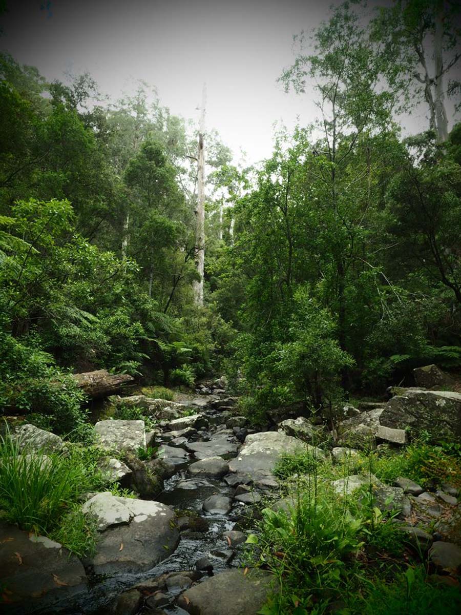 Erskine falls circuit walk 4