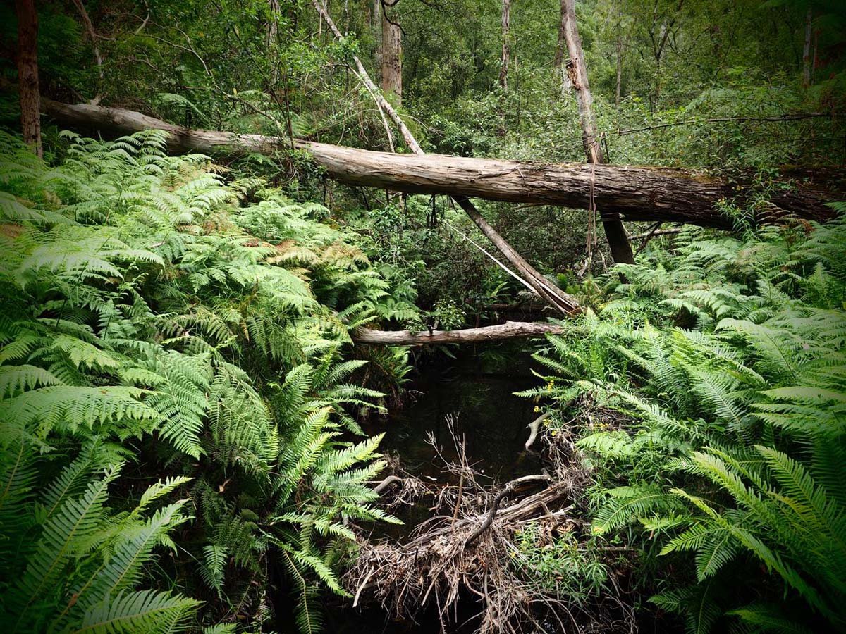 Erskine falls circuit walk 8