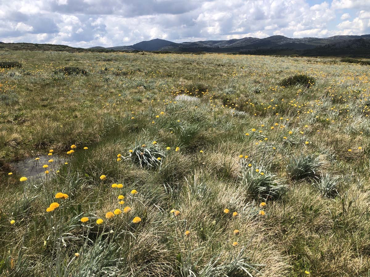 Fainter & spion kopje firetrail circuit hike 130