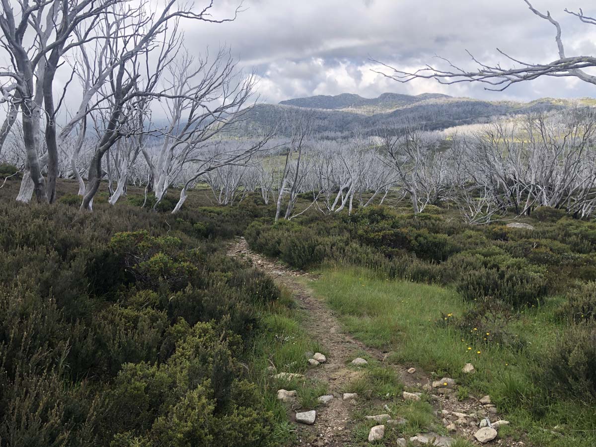 Fainter & spion kopje firetrail circuit hike 165