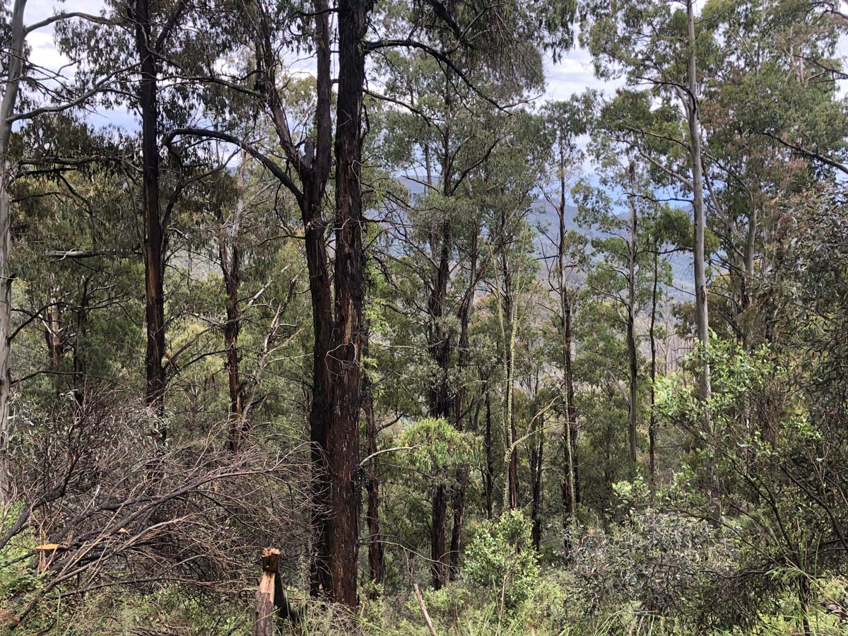 Fainter & spion kopje firetrail circuit hike 174