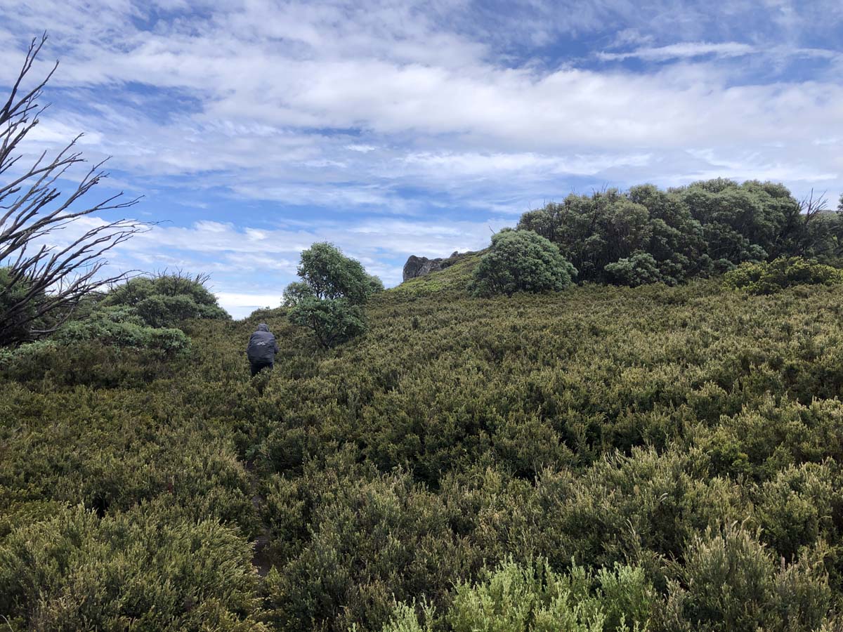 Fainter & spion kopje firetrail circuit hike 189