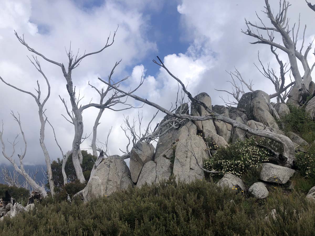 Fainter & spion kopje firetrail circuit hike 26