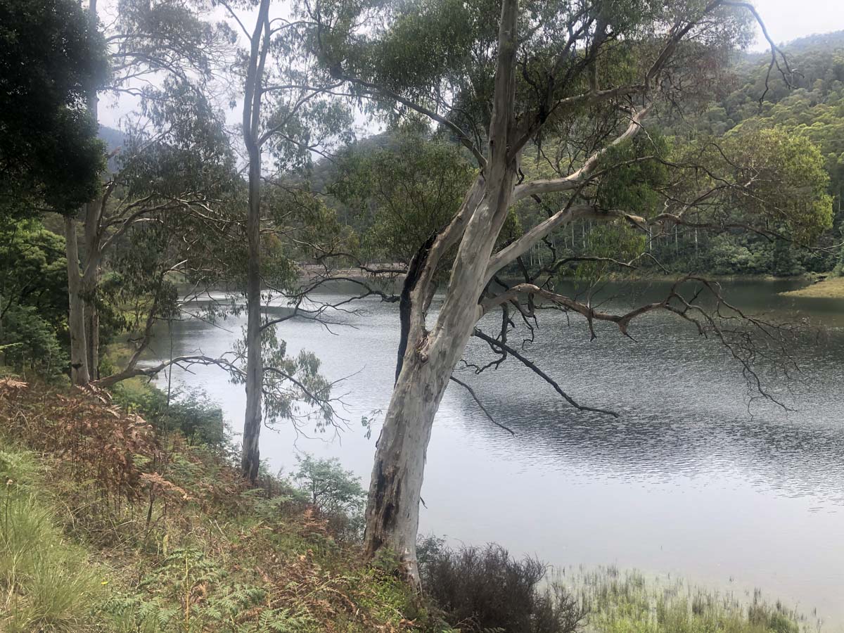 Fainter & spion kopje firetrail circuit hike 88