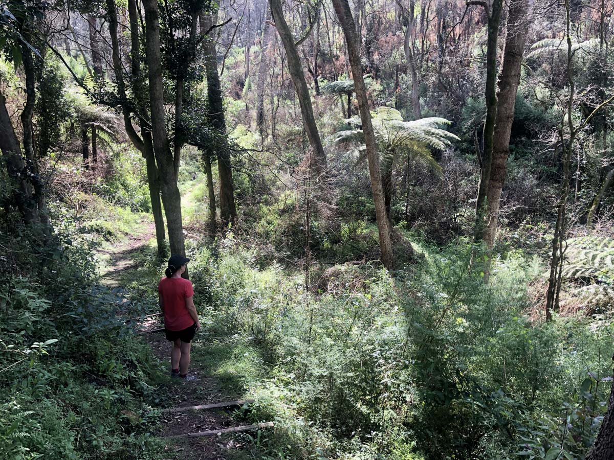 Fairy dell scenic loop (7)