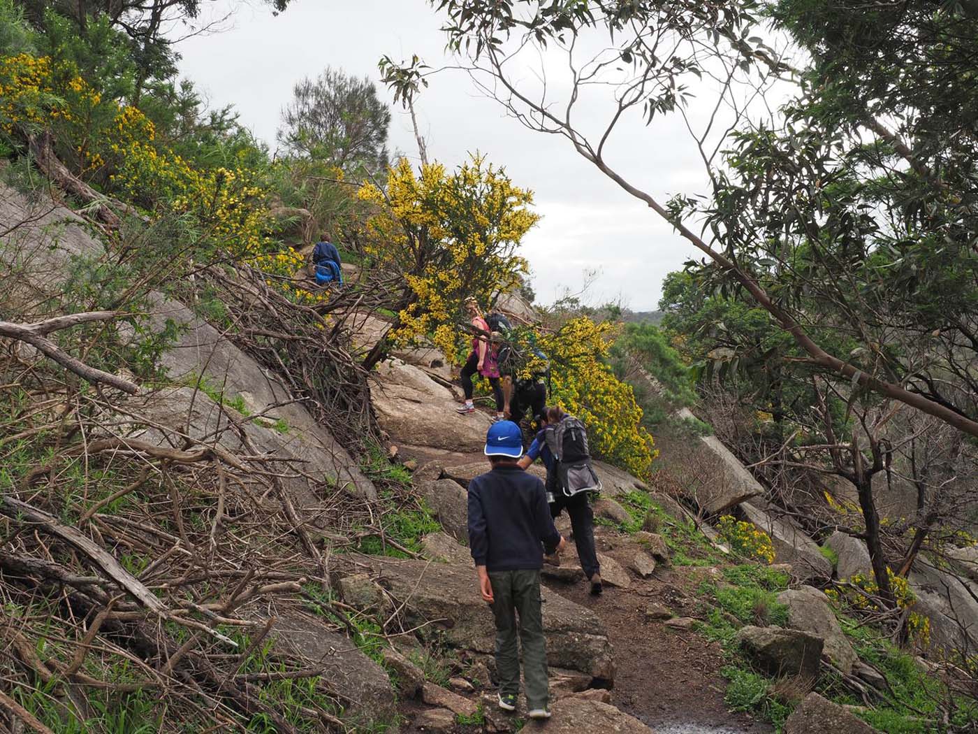 Flinders peak walk (10)