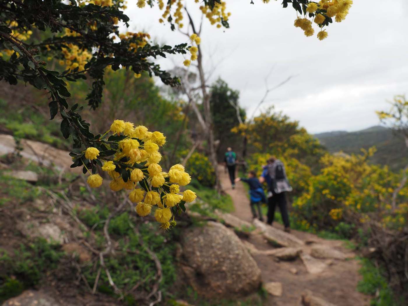 Flinders peak walk (11)