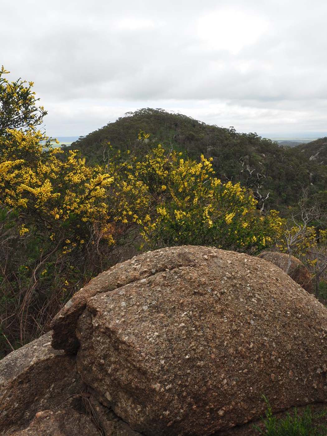 Flinders peak walk (12)