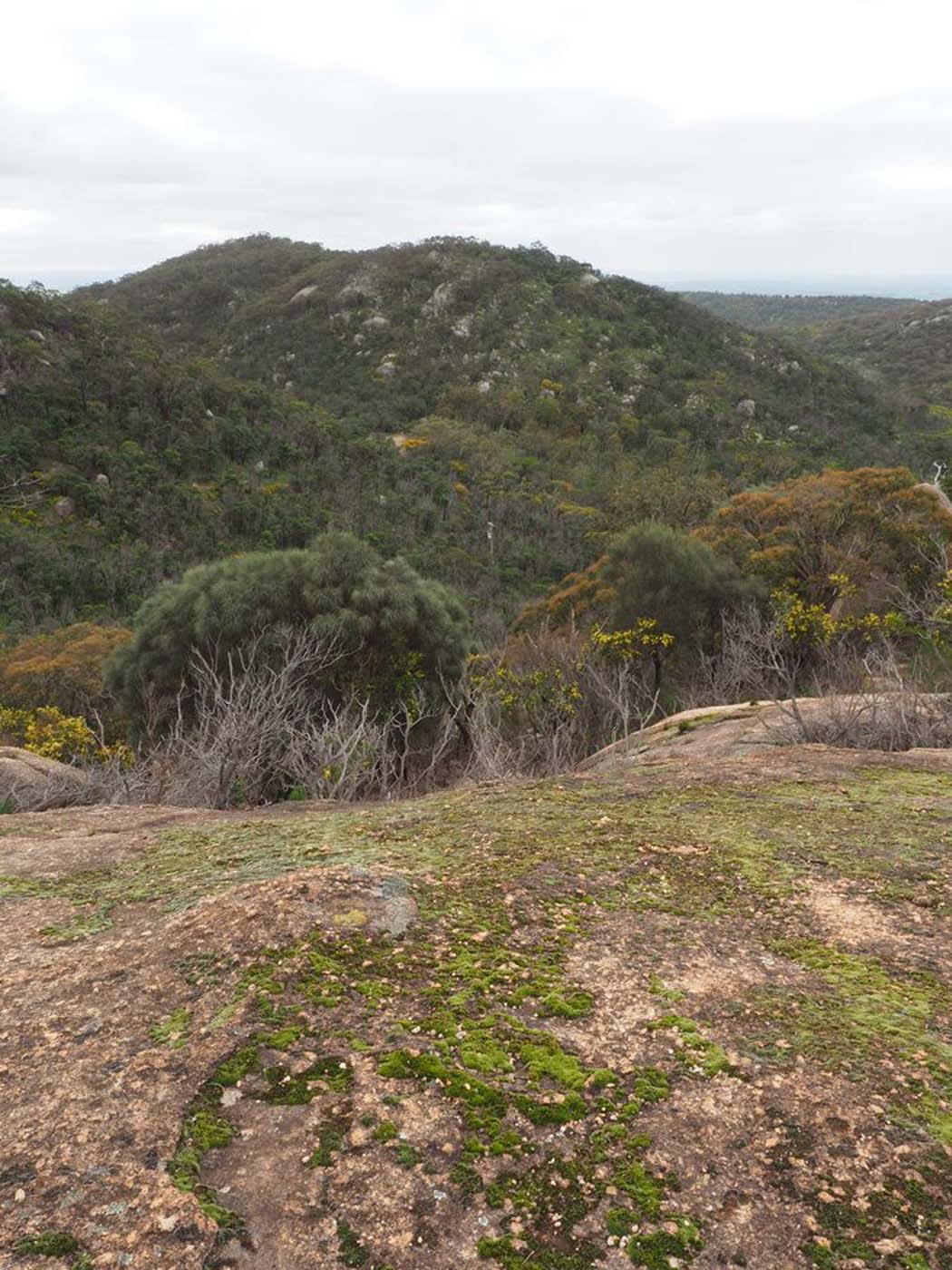 Flinders peak walk (13)