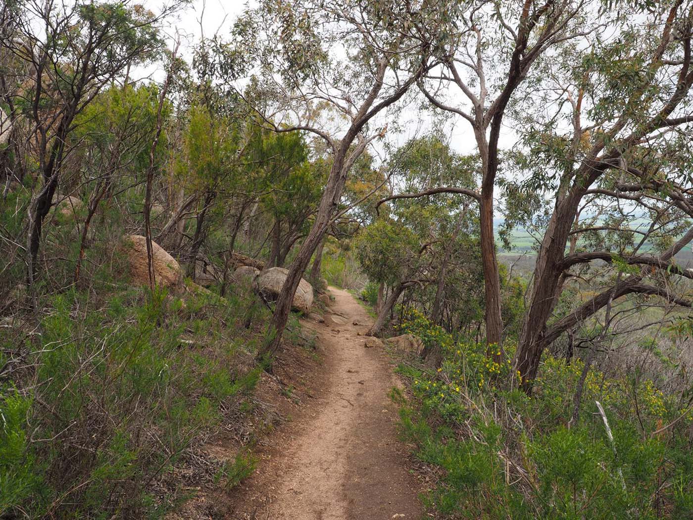 Flinders peak walk (14)