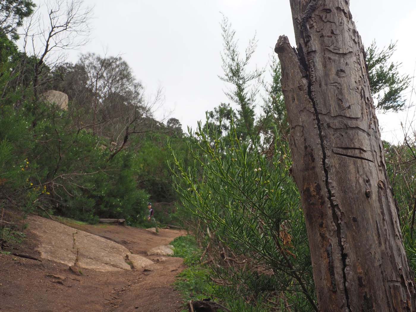 Flinders peak walk (15)