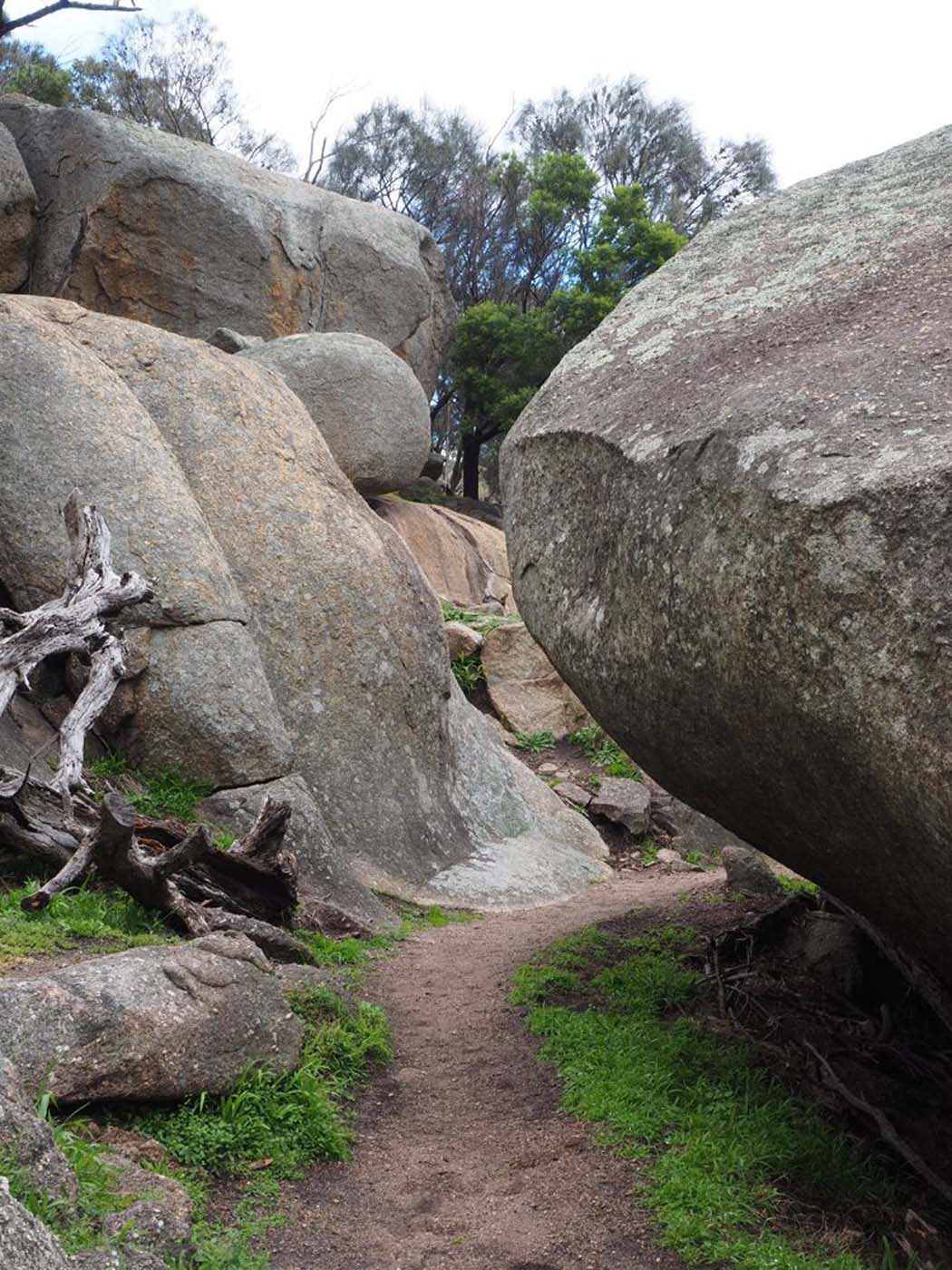 Flinders peak walk (16)