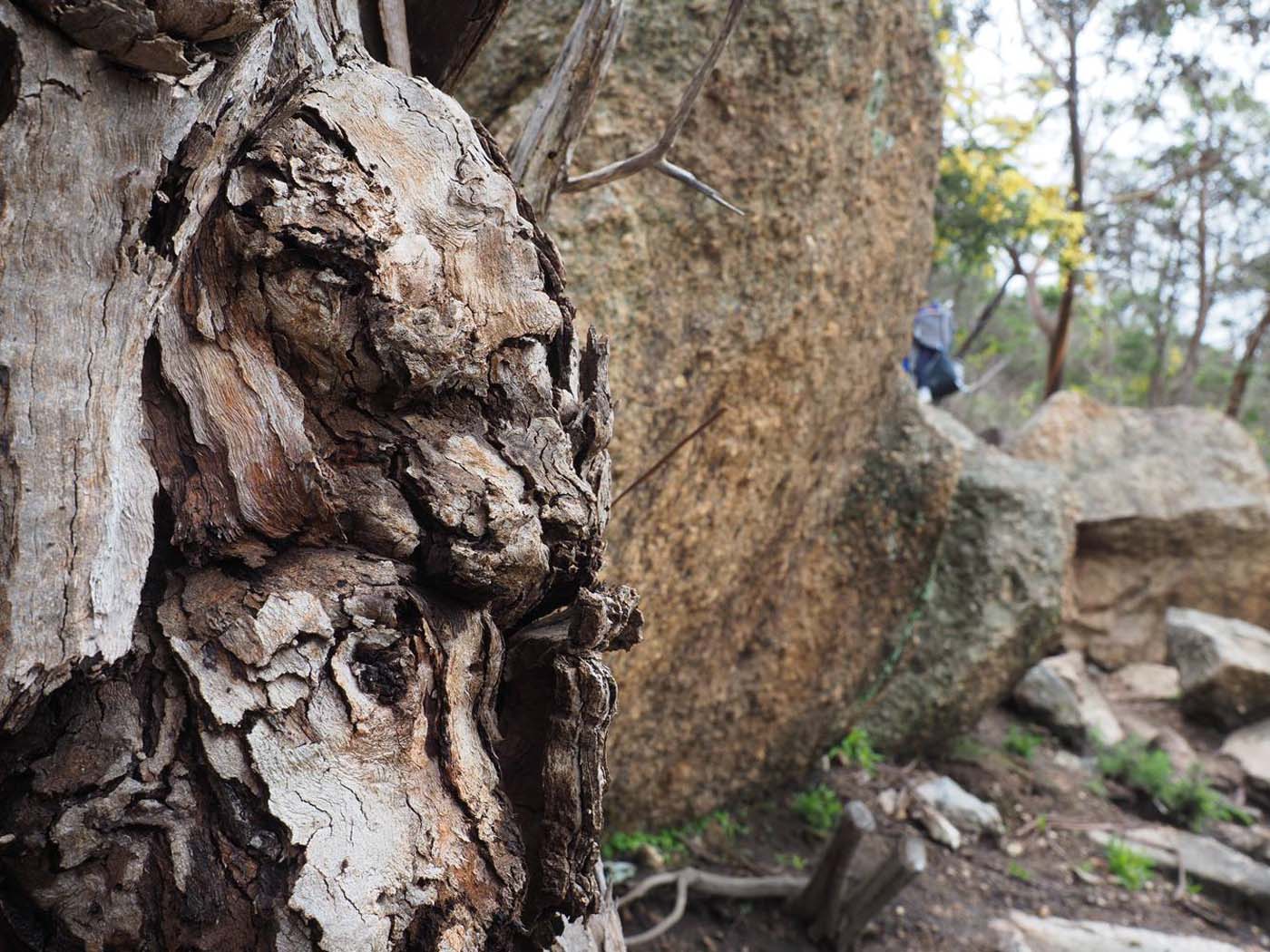 Flinders peak walk (19)