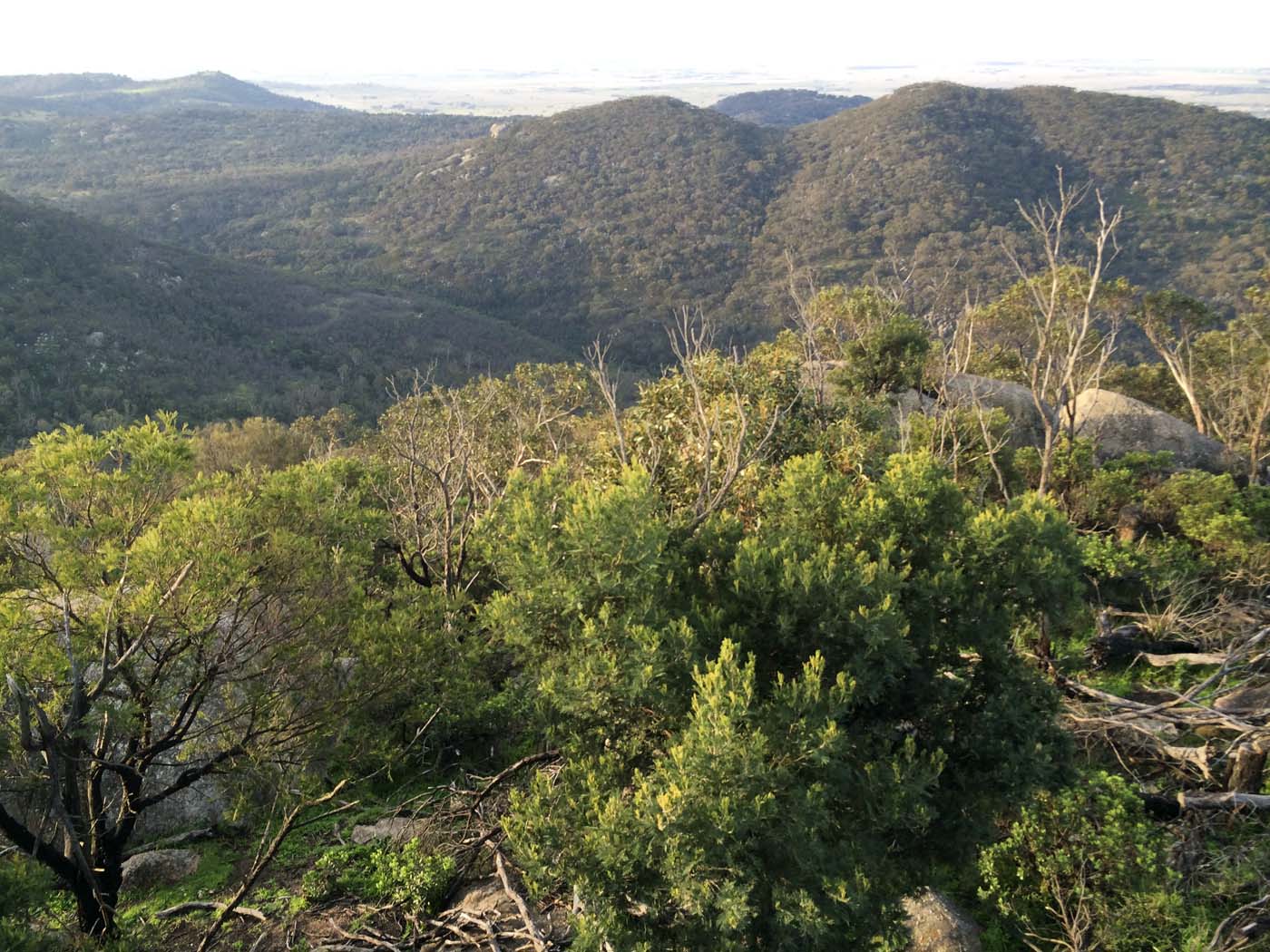 Flinders peak walk (21)