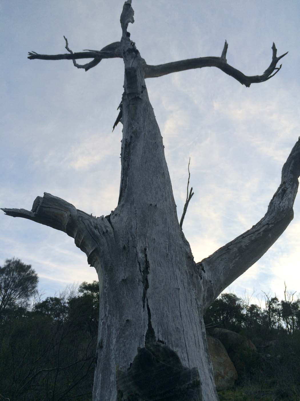 Flinders peak walk (28)