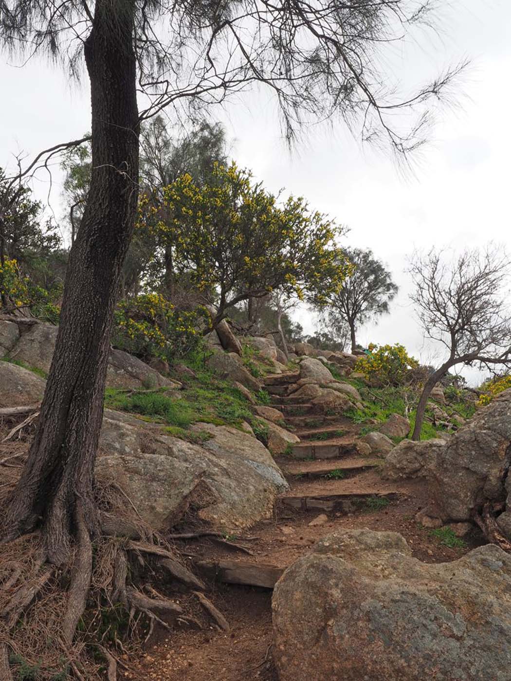 Flinders peak walk (3)