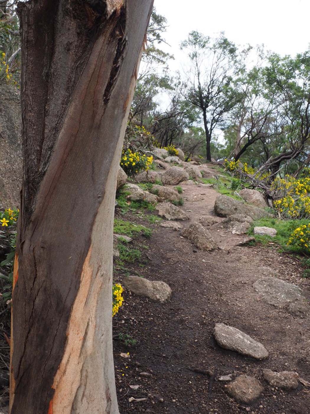 Flinders peak walk (5)