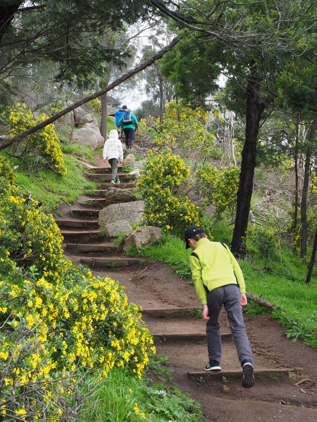 Flinders peak walk (7)