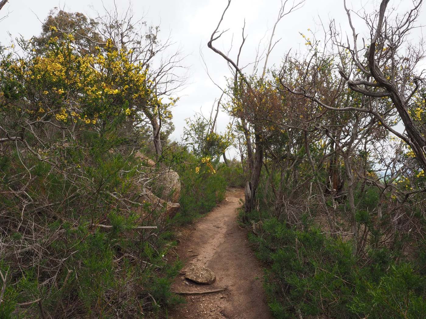 Flinders peak walk (9)
