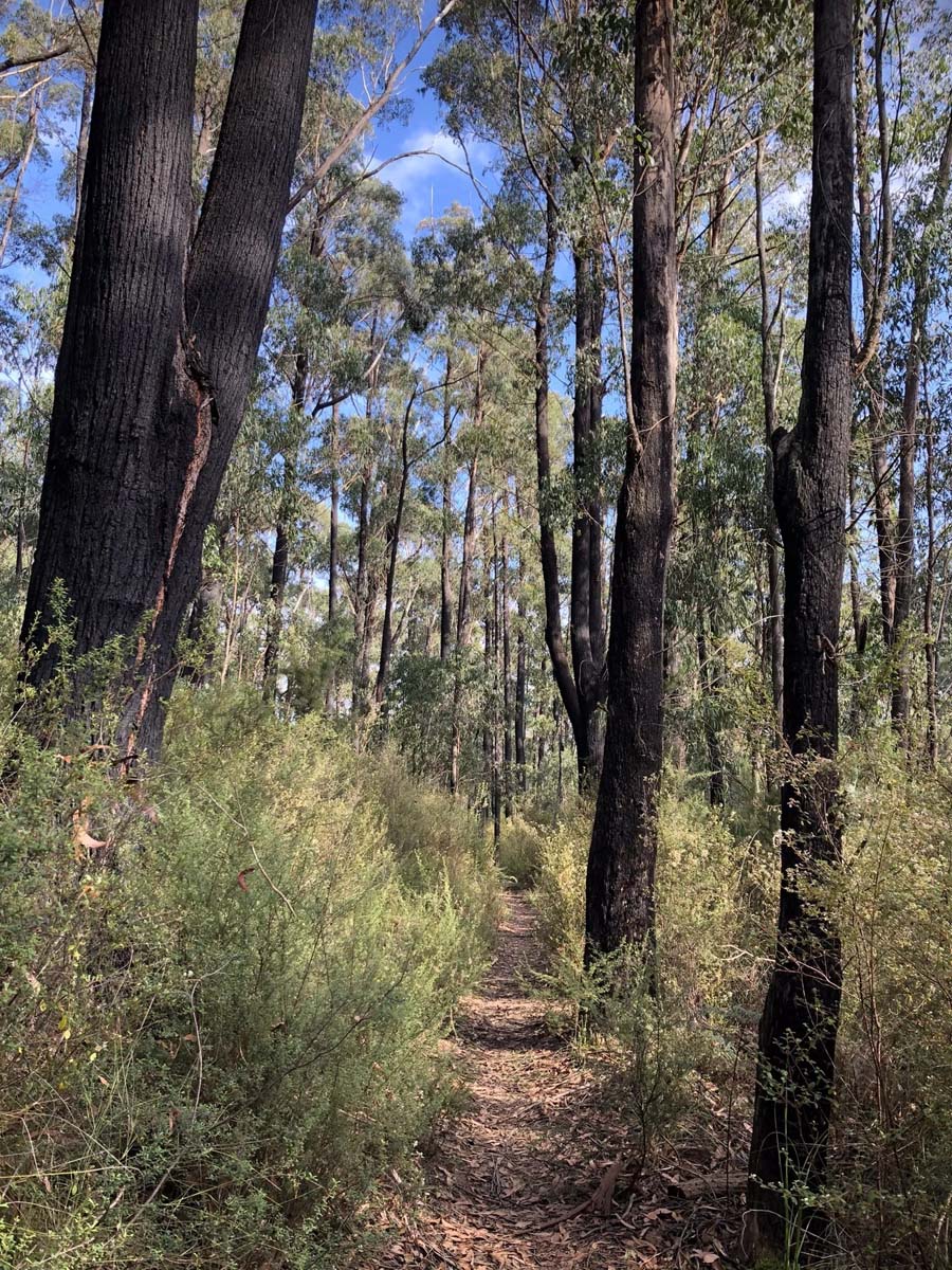 Freemans mill walking track