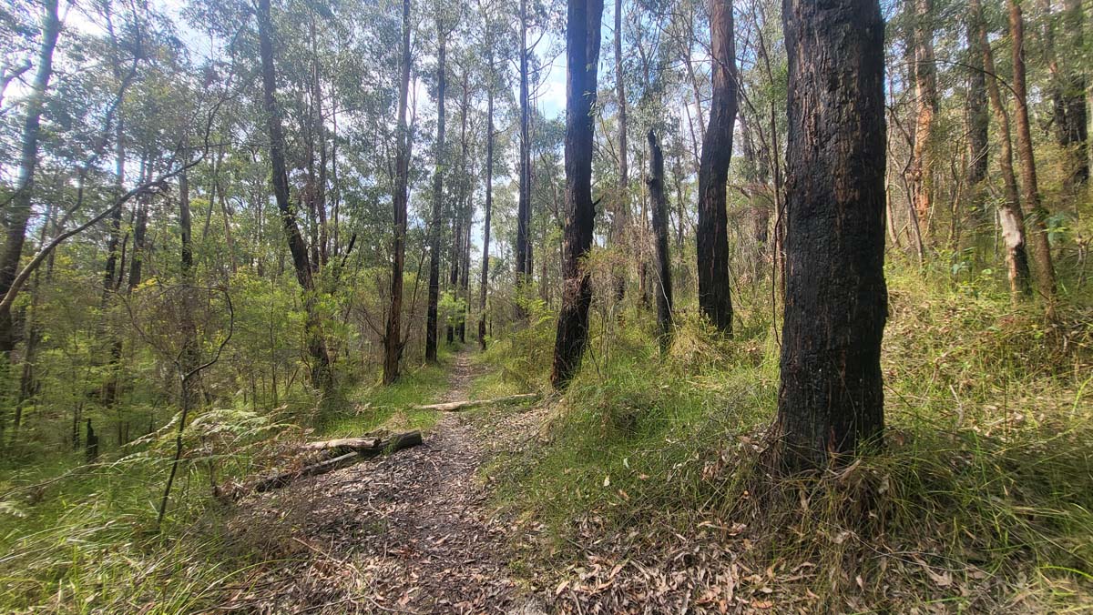 Freemans mill track to bunyip weir 1