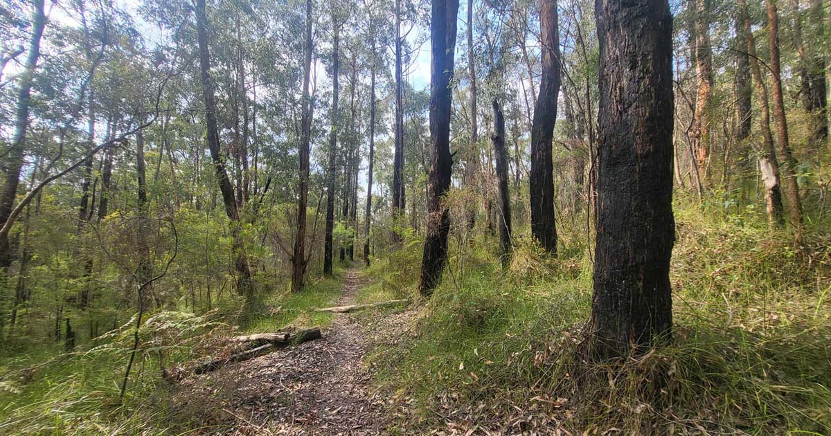 Freemans mill track to bunyip weir 3