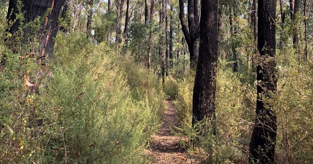 Freemans mill track to bunyip weir 5