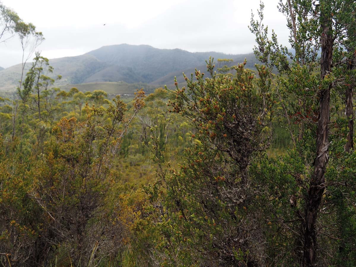 Frenchmans cap hike 175