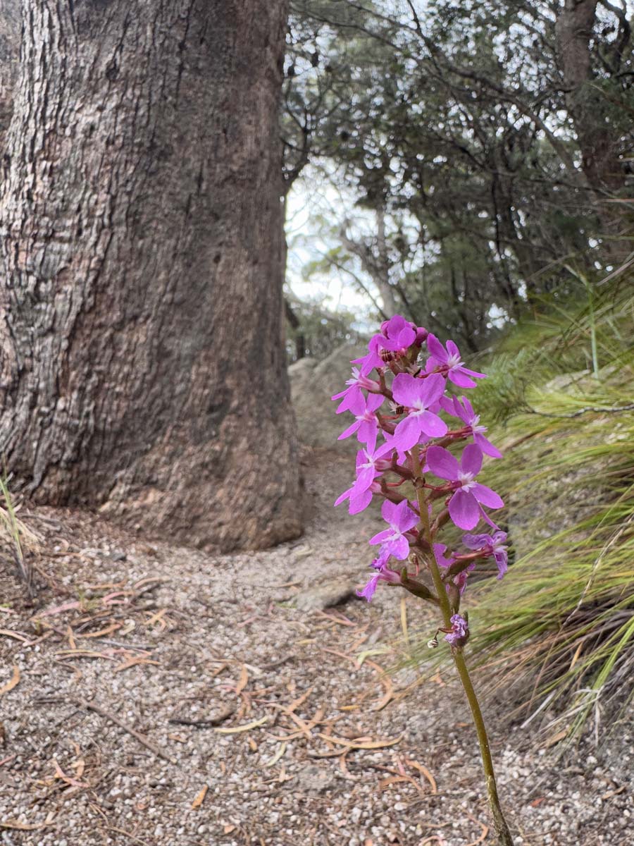 Freycinet peninsula circuit hike 103