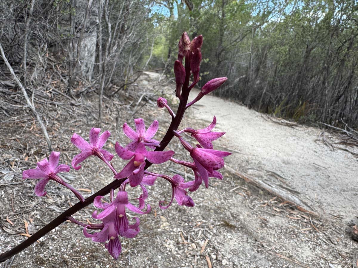 Freycinet peninsula circuit hike 8