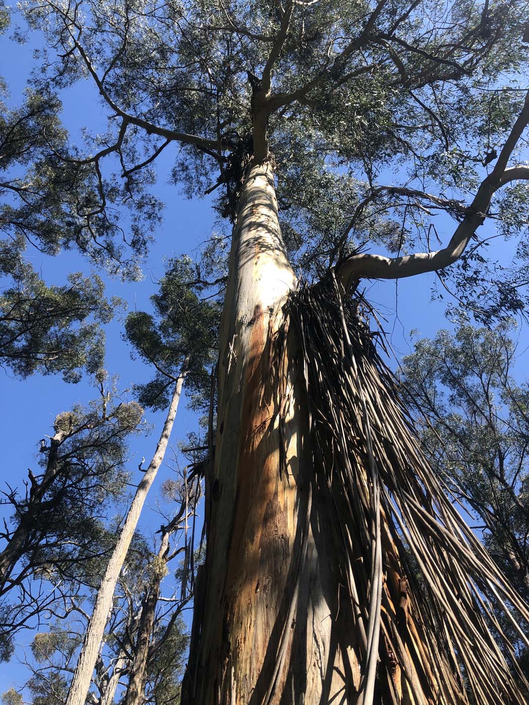 Gippsland lakes discovery trail (11)