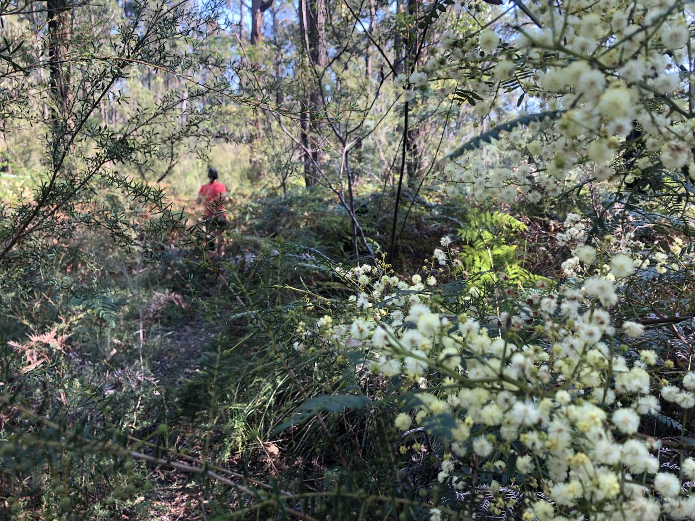 Gippsland lakes discovery trail (2)