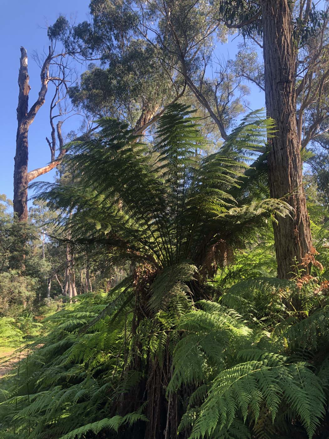 Gippsland lakes discovery trail (20)