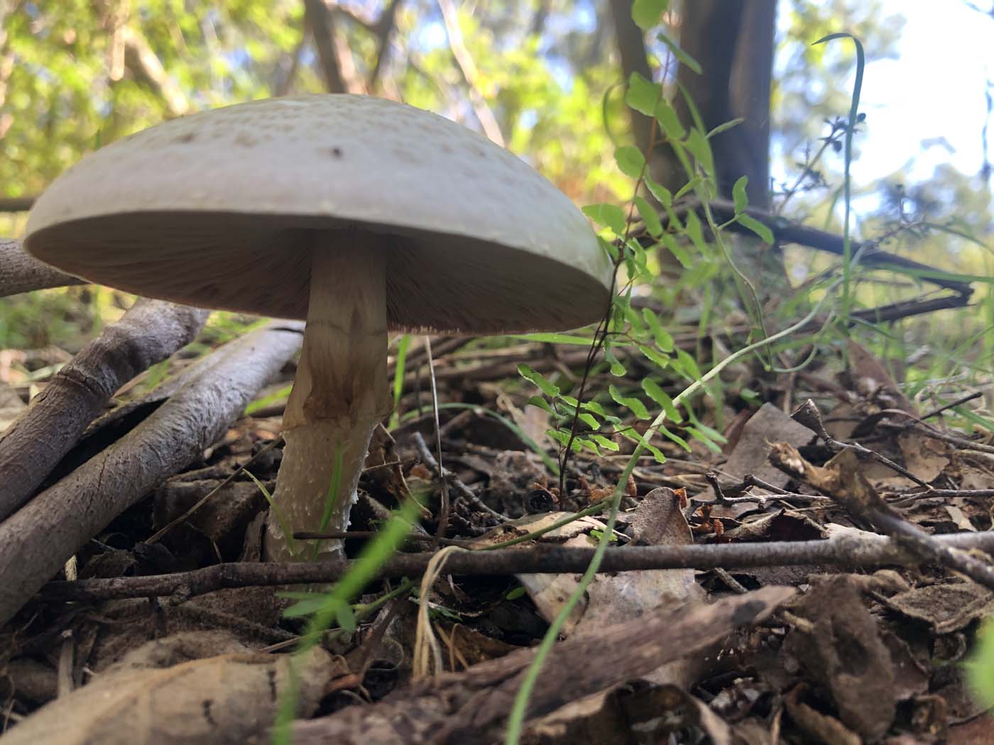 Gippsland lakes discovery trail (23)