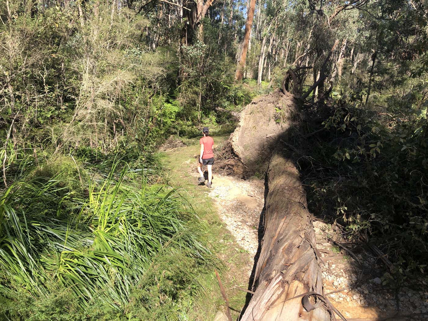 Gippsland lakes discovery trail (25)