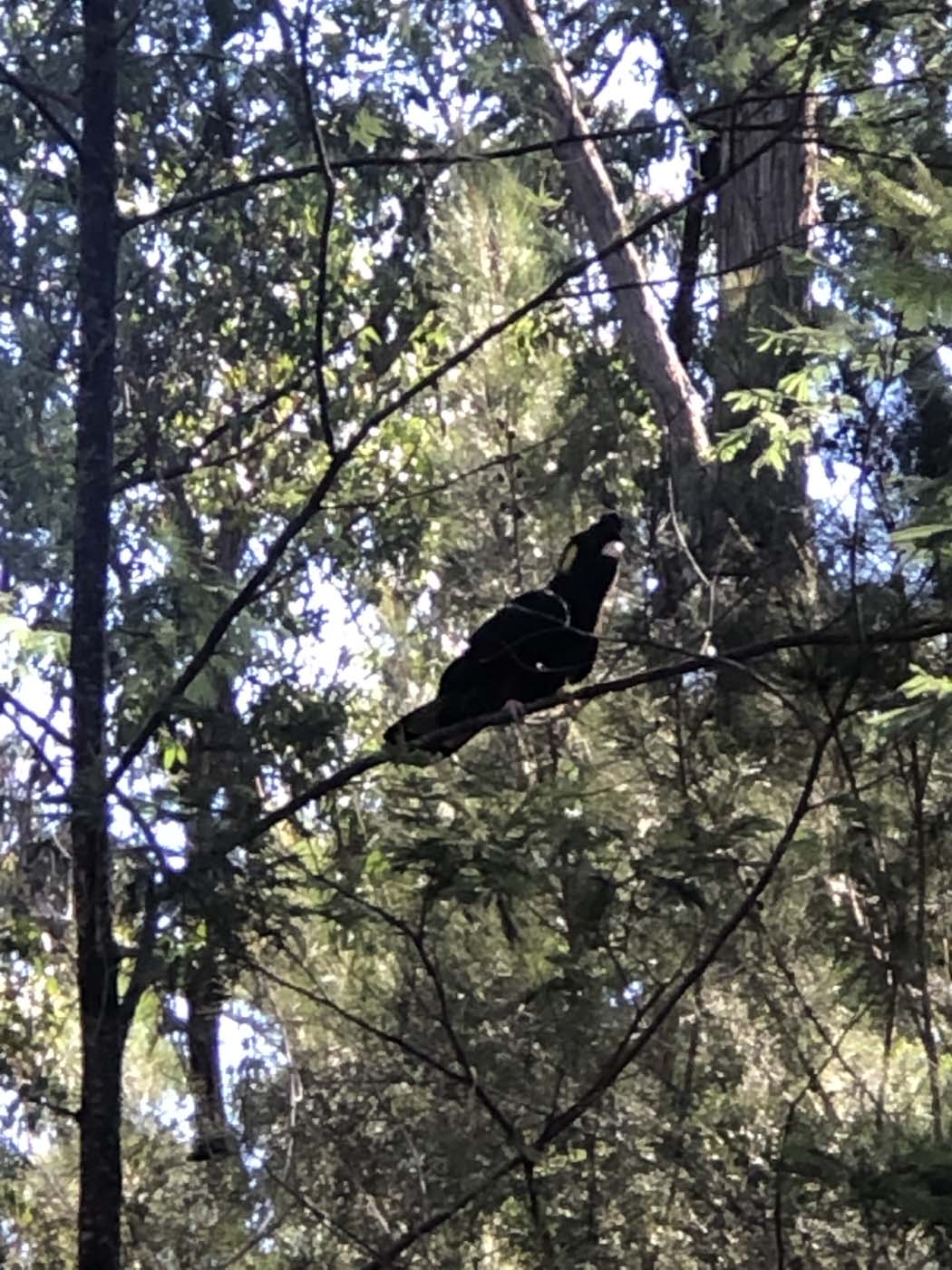 Gippsland lakes discovery trail (26)