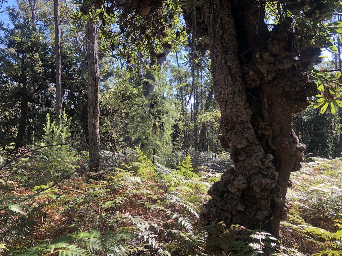 Gippsland lakes discovery trail (28)