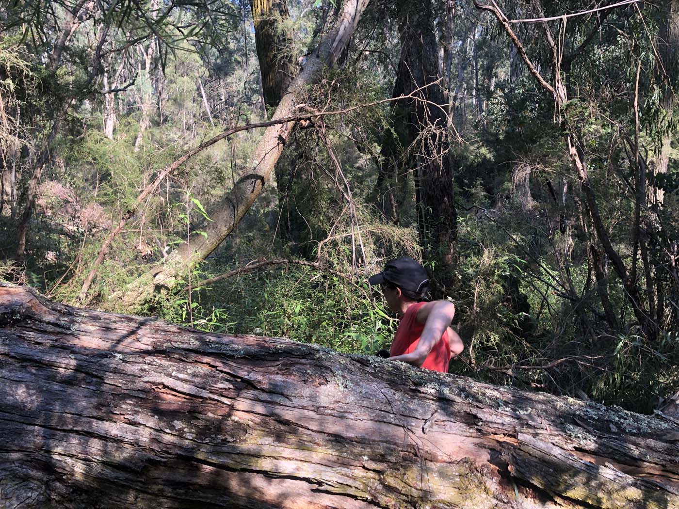 Gippsland lakes discovery trail (4)