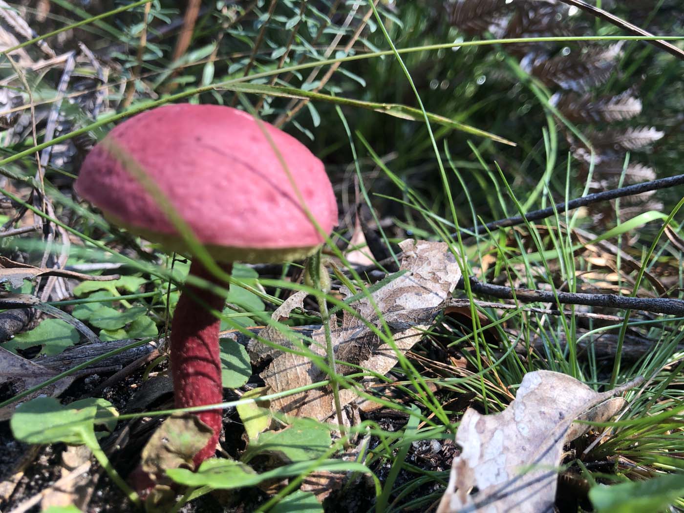 Gippsland lakes discovery trail (6)