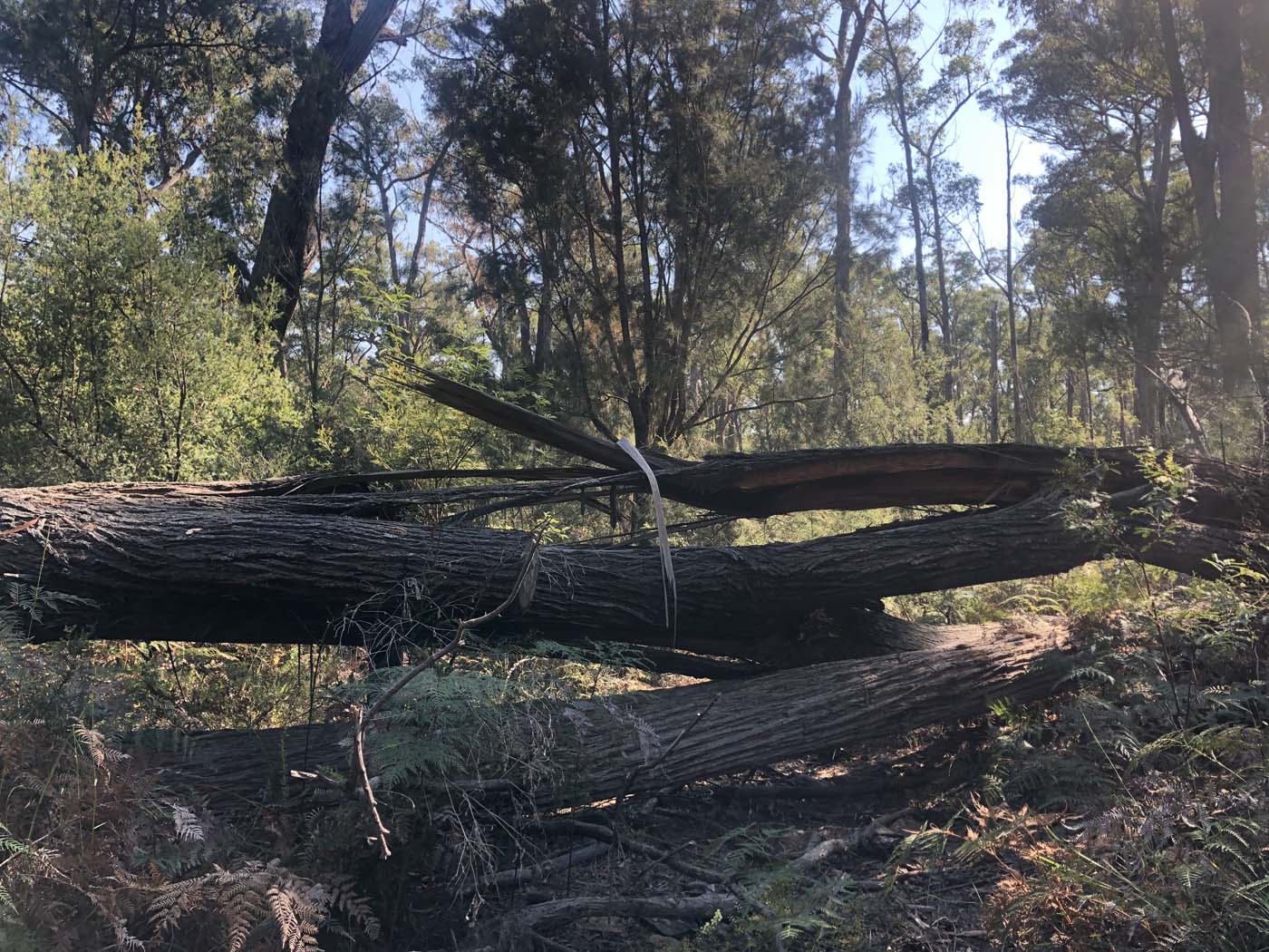 Gippsland lakes discovery trail (7)