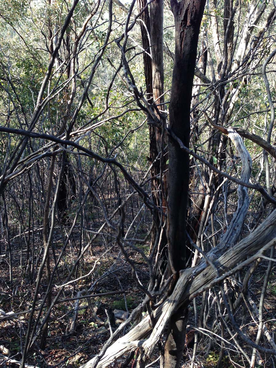 Goodmans weir circuit hike 2
