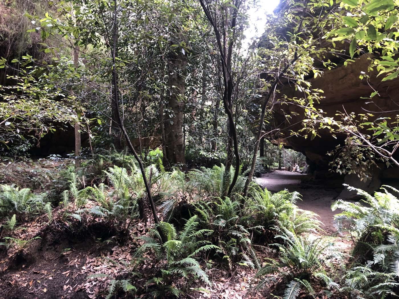 Grand canyon cliff top popes glen (15)