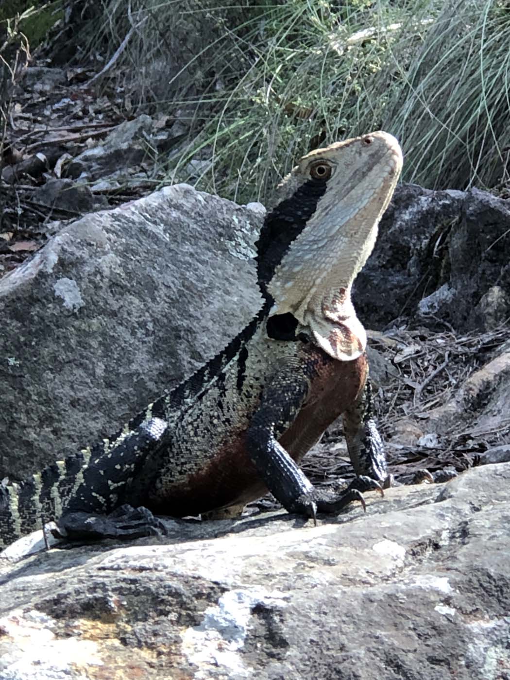 Grand canyon cliff top popes glen (29)
